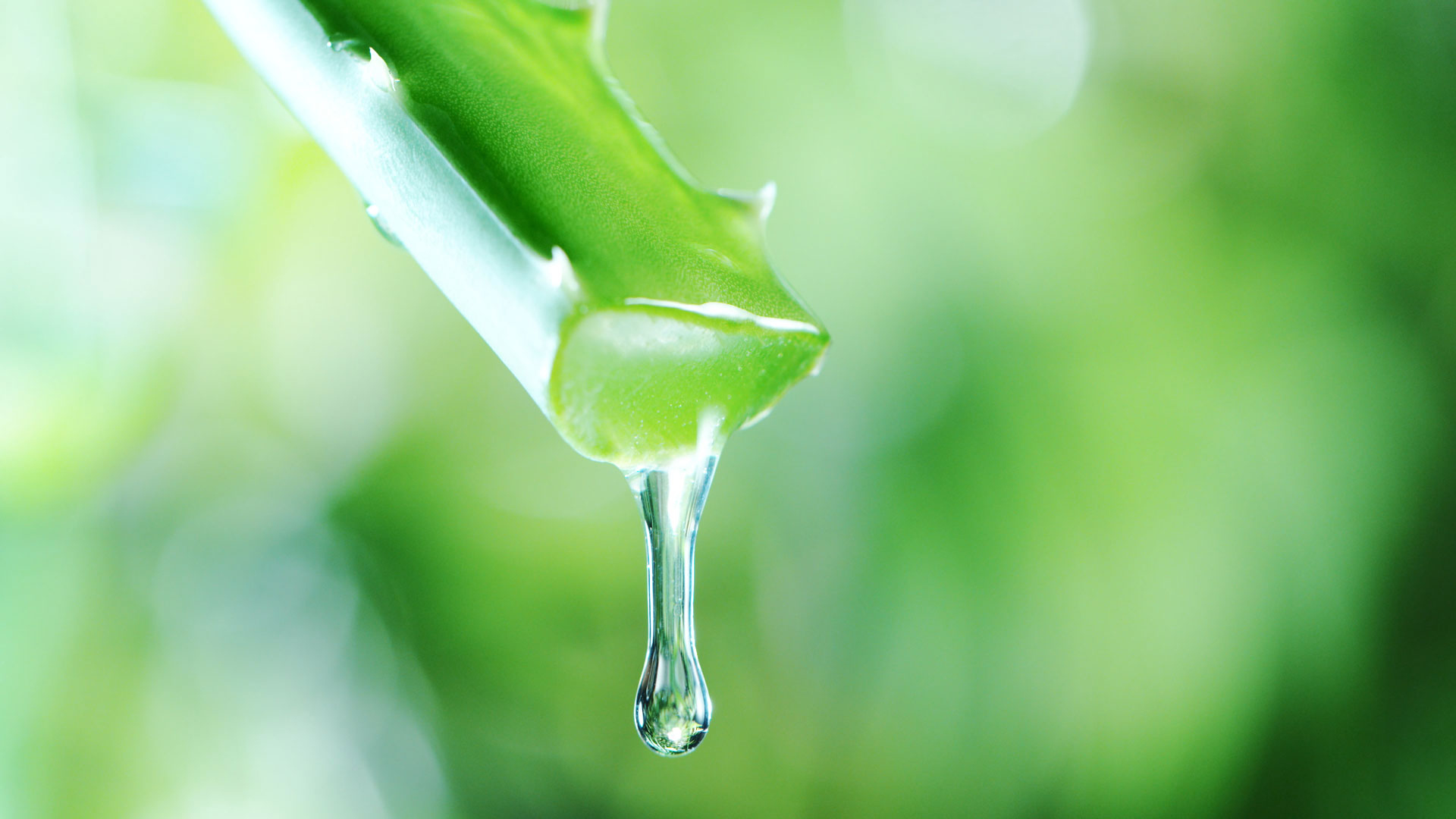 Aloe Vera Gel und seine Vorteile fr dich - Halawa Shop